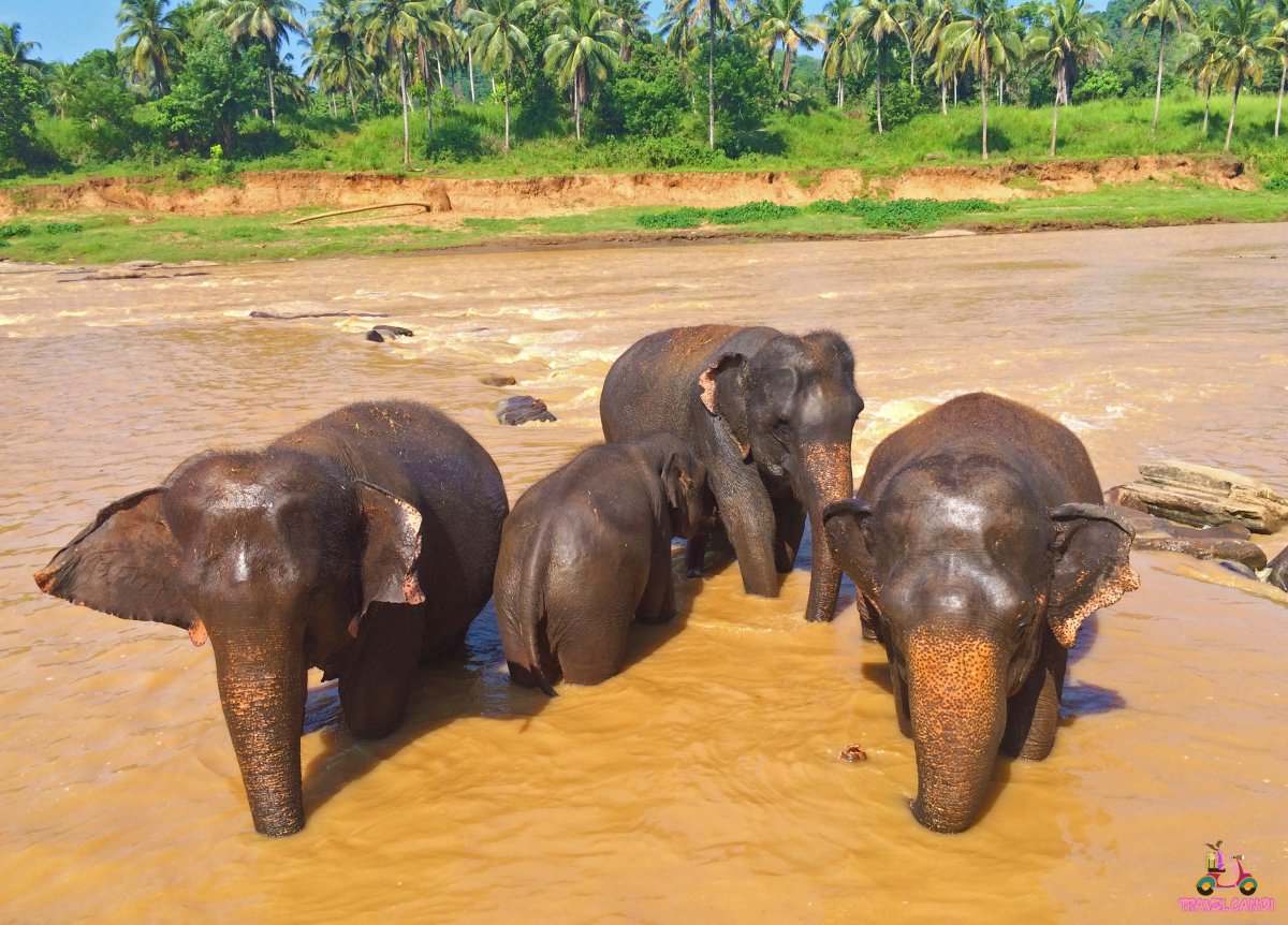Pinnawala Elephants Bathing
