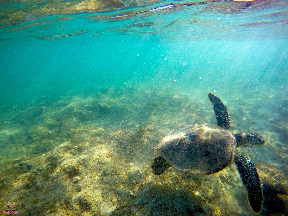 USA HI Sea Turtle Waikiki