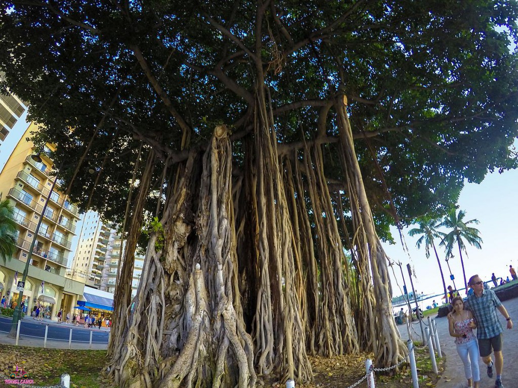USA HI Waikiki Tree
