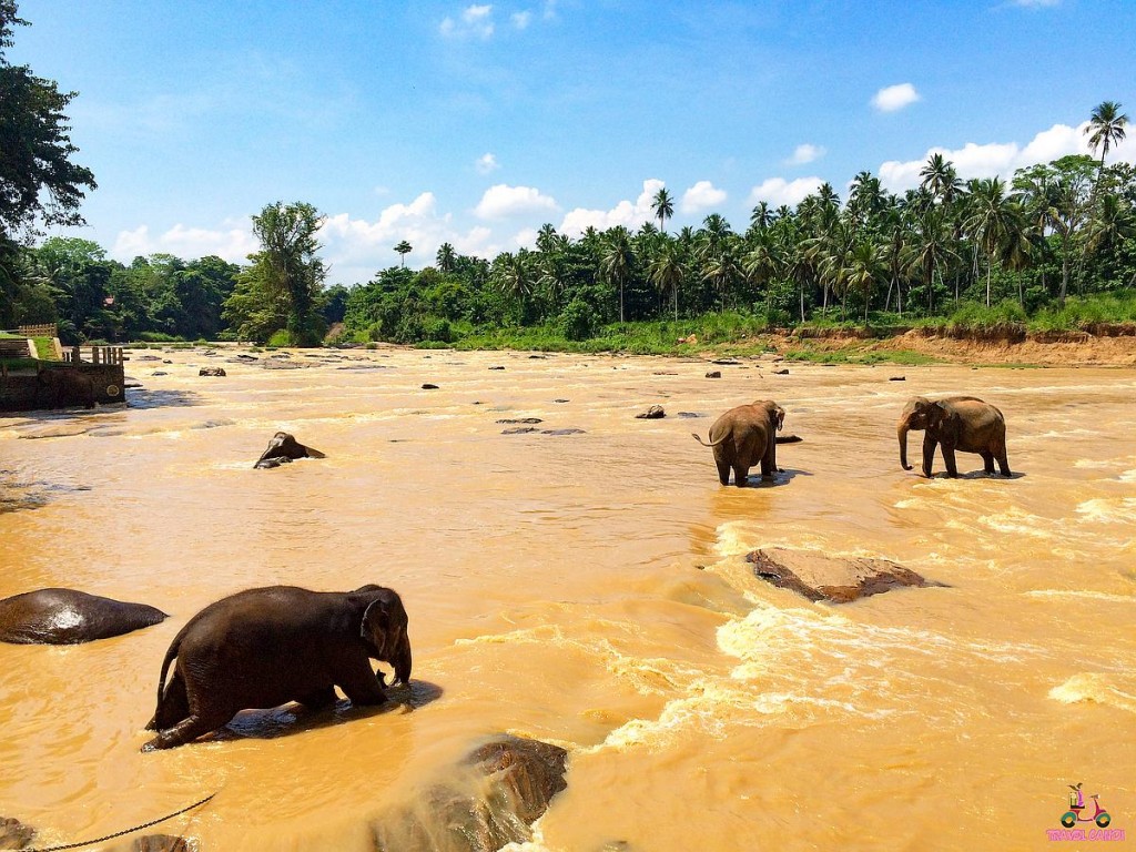 SL Elephants Pinnawala